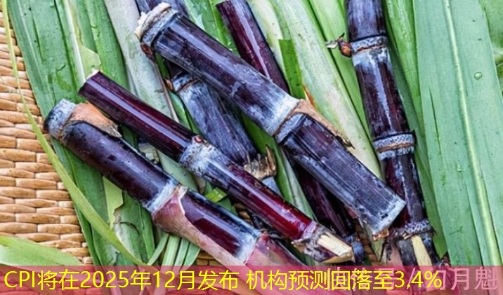 CPI将在2025年12月发布 机构预测回落至3.4%