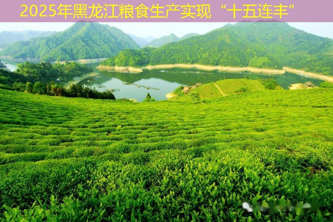 2025年黑龙江粮食生产实现“十五连丰”