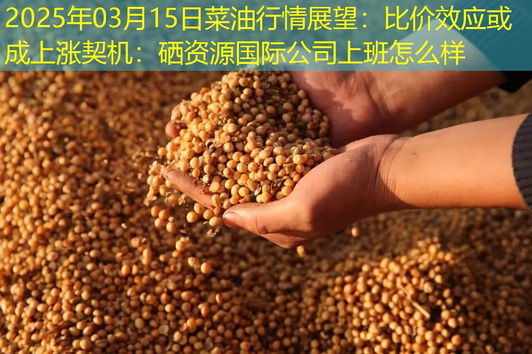 2025年03月15日菜油行情展望：比价效应或成上涨契机