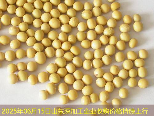 2025年06月15日山东深加工企业收购价格持续上行