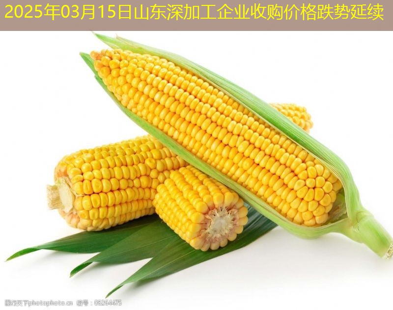 2025年03月15日山东深加工企业收购价格跌势延续