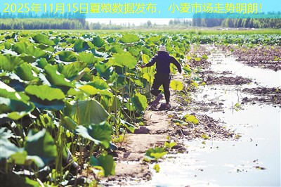 2025年11月15日夏粮数据发布，小麦市场走势明朗！