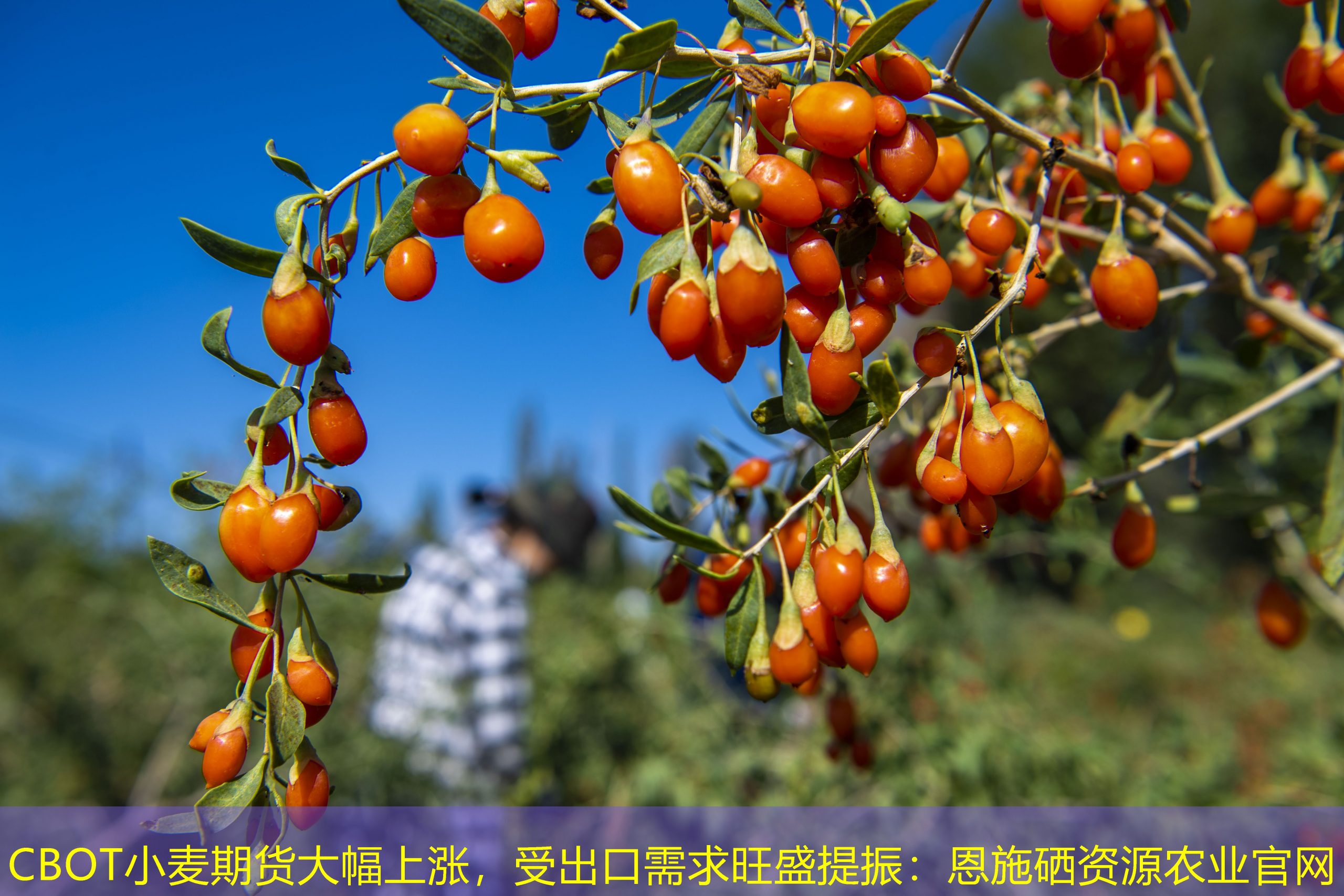 CBOT小麦期货大幅上涨，受出口需求旺盛提振