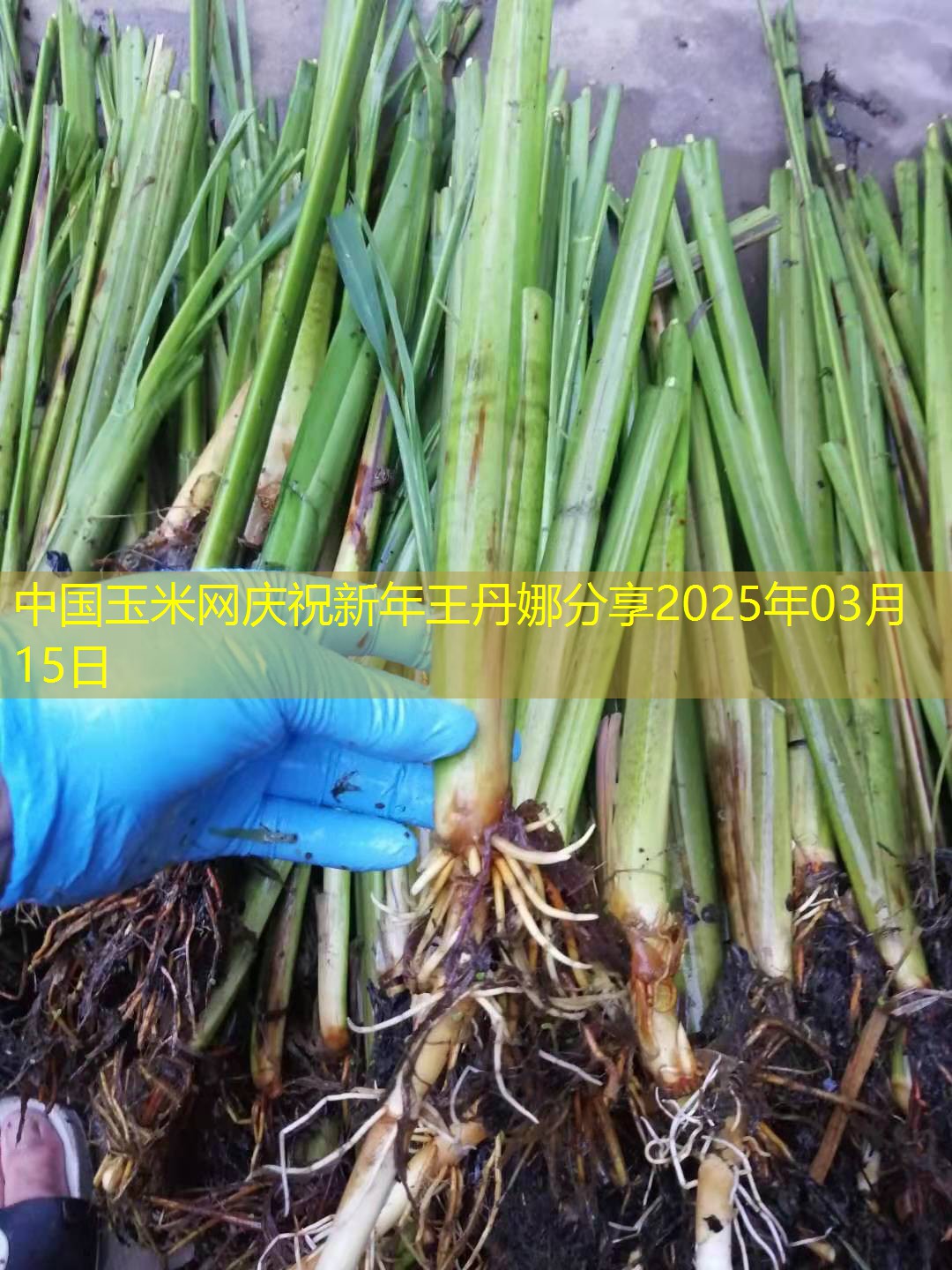 中国玉米网庆祝新年王丹娜分享2025年03月15日