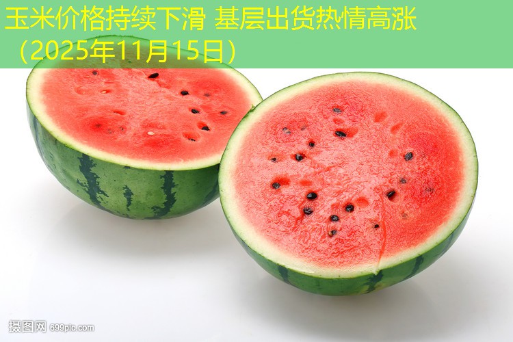 玉米价格持续下滑 基层出货热情高涨（2025年11月15日）