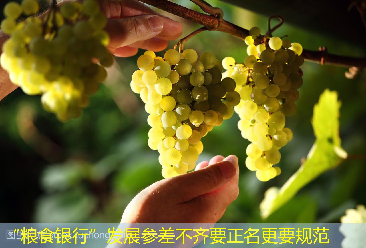 “粮食银行”发展参差不齐要正名更要规范