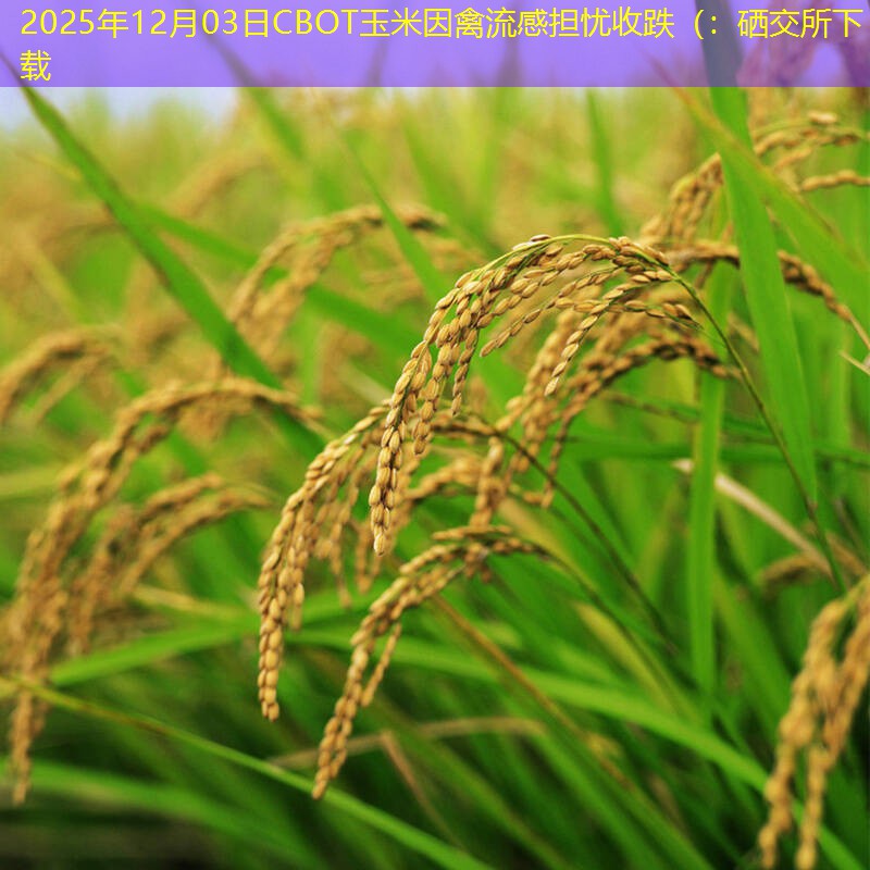2025年12月03日CBOT玉米因禽流感担忧收跌（