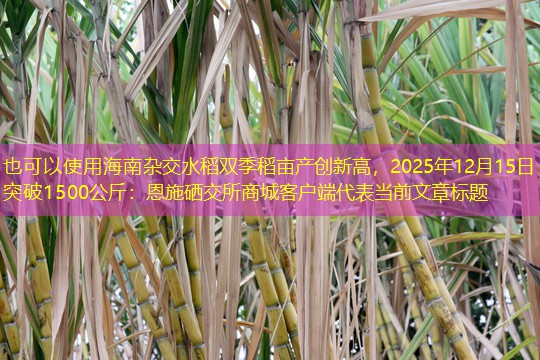 海南杂交水稻双季稻亩产创新高，2025年12月15日突破1500公斤