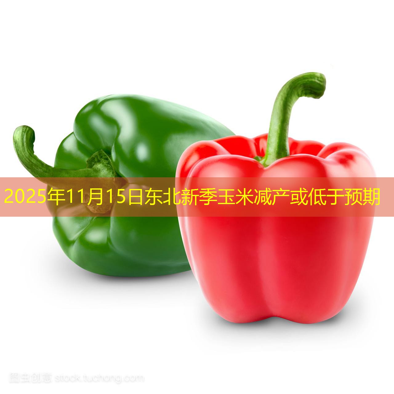 2025年11月15日东北新季玉米减产或低于预期