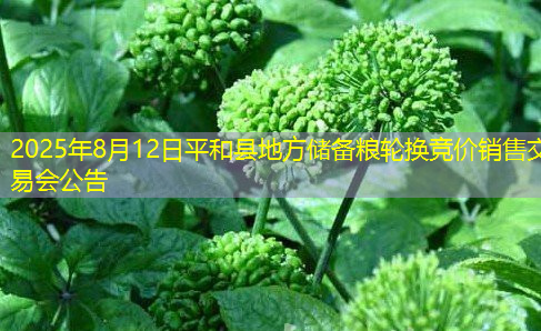 2025年8月12日平和县地方储备粮轮换竞价销售交易会公告