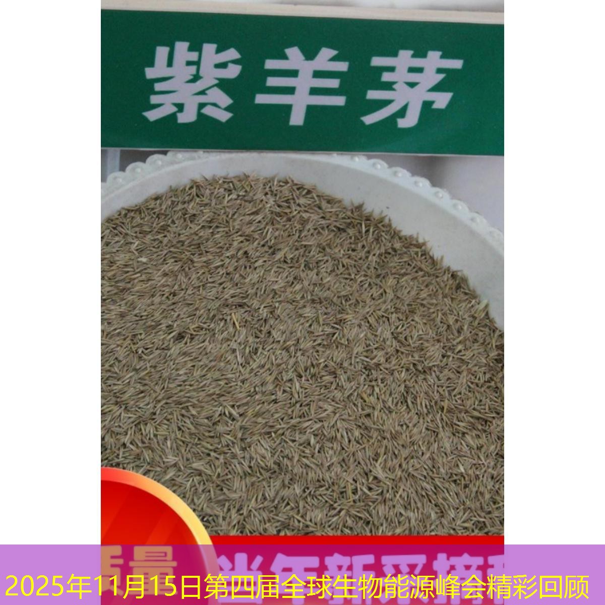 2025年11月15日第四届全球生物能源峰会精彩回顾