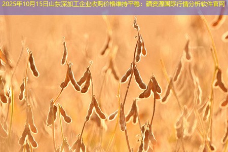 2025年10月15日山东深加工企业收购价格维持平稳