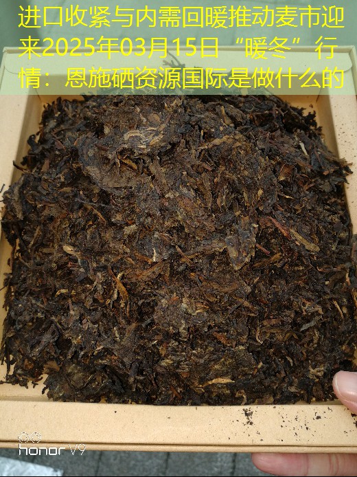 进口收紧与内需回暖推动麦市迎来2025年03月15日“暖冬”行情