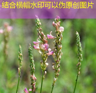 农业转型新趋势：2025年12月15日迈向高质量发展