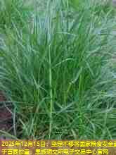 2025年12月15日：坚定不移将国家粮食安全置于首要位置