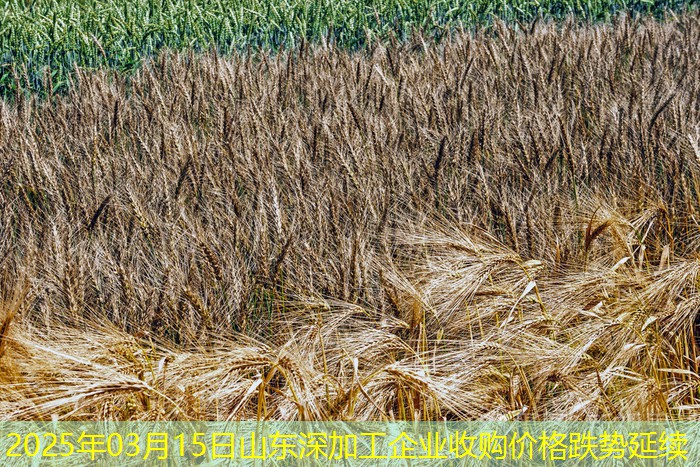 2025年03月15日山东深加工企业收购价格跌势延续
