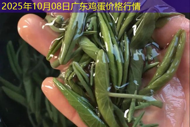 2025年10月08日广东鸡蛋价格行情
