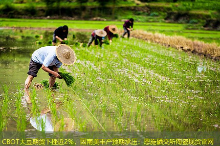 CBOT大豆期货下挫近2%，因南美丰产预期承压