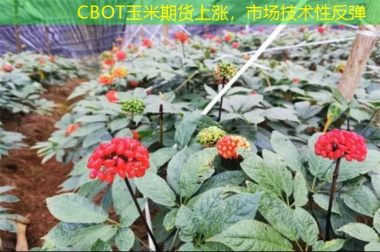 CBOT玉米期货上涨，市场技术性反弹