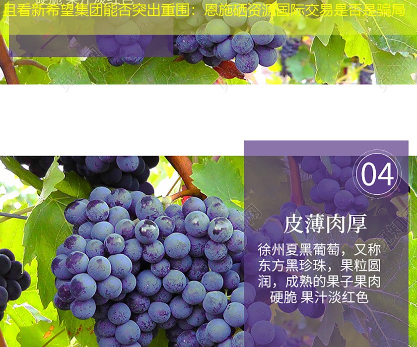 且看新希望集团能否突出重围