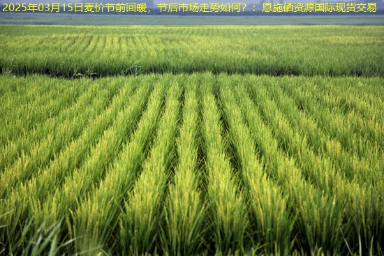 2025年03月15日麦价节前回暖，节后市场走势如何？