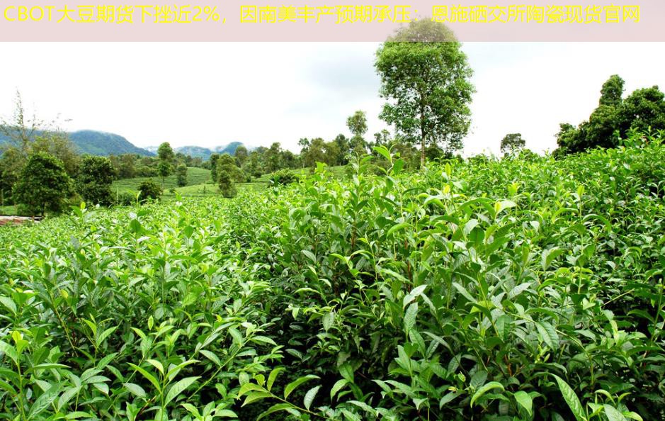 CBOT大豆期货下挫近2%，因南美丰产预期承压