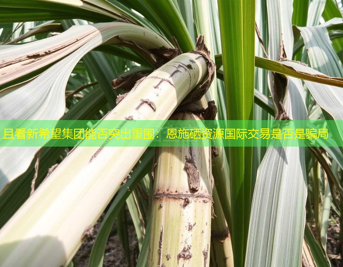 且看新希望集团能否突出重围