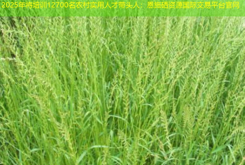 2025年将培训12700名农村实用人才带头人