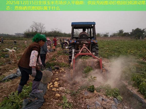 2025年12月15日全球玉米市场步入平稳期：供应充裕推动价格回归低波动常态