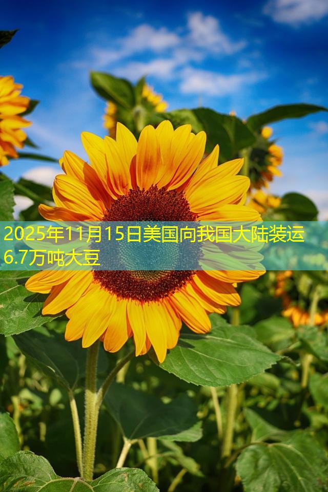 2025年11月15日美国向我国大陆装运6.7万吨大豆