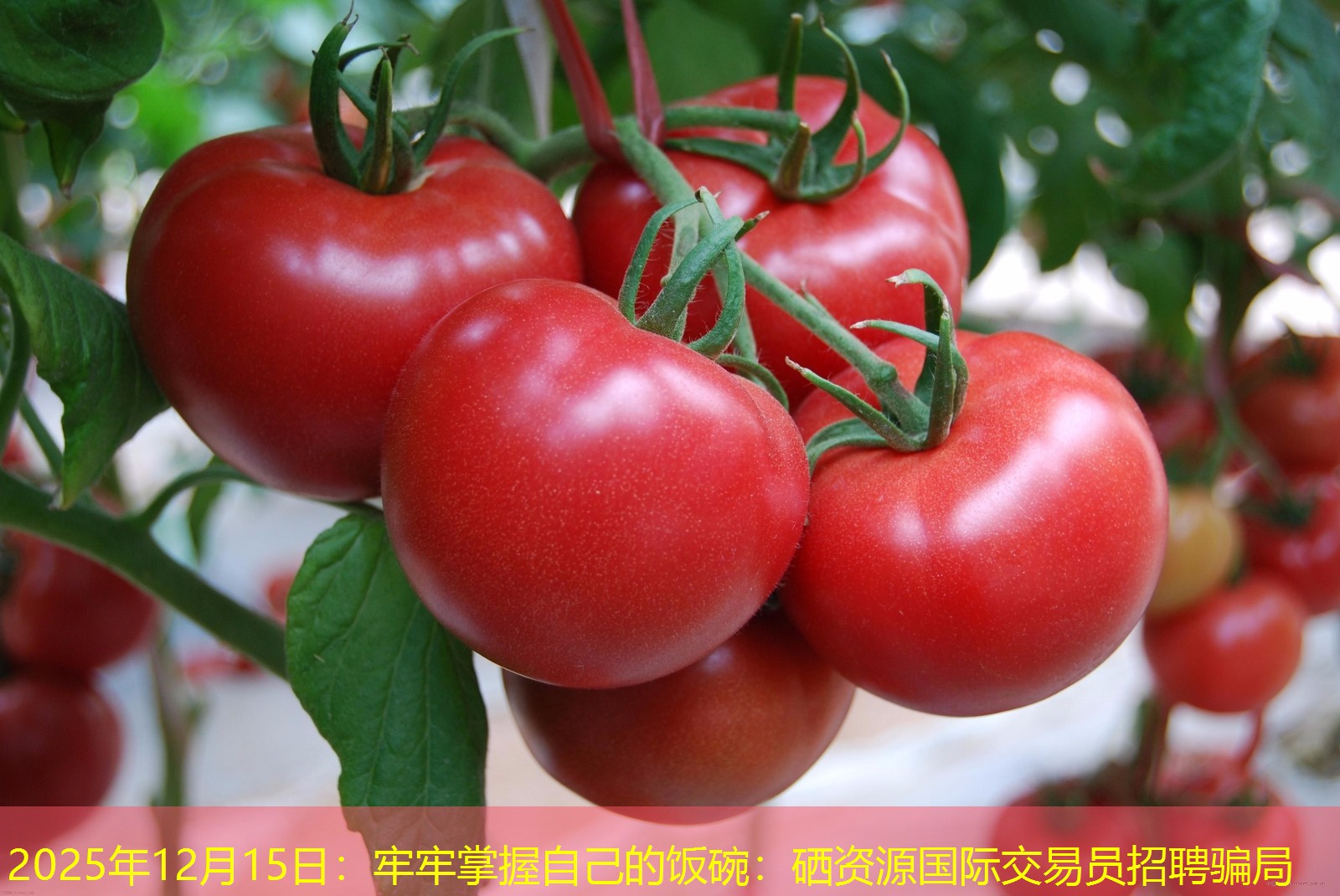 2025年12月15日：牢牢掌握自己的饭碗