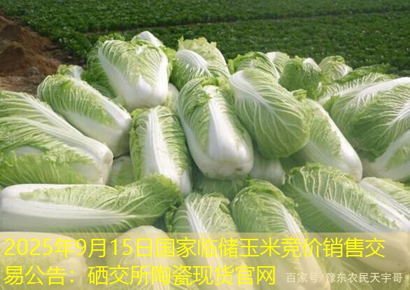 2025年9月15日国家临储玉米竞价销售交易公告