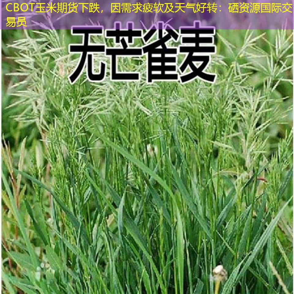 CBOT玉米期货下跌，因需求疲软及天气好转