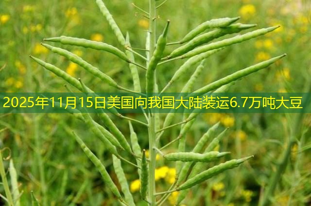 2025年11月15日美国向我国大陆装运6.7万吨大豆