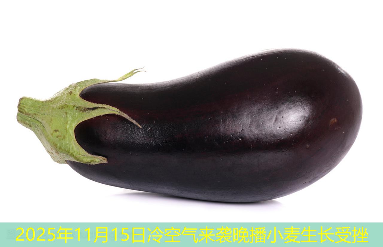 2025年11月15日冷空气来袭晚播小麦生长受挫