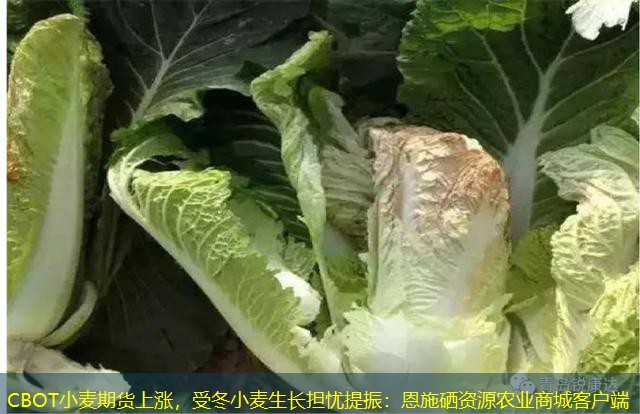 CBOT小麦期货上涨，受冬小麦生长担忧提振