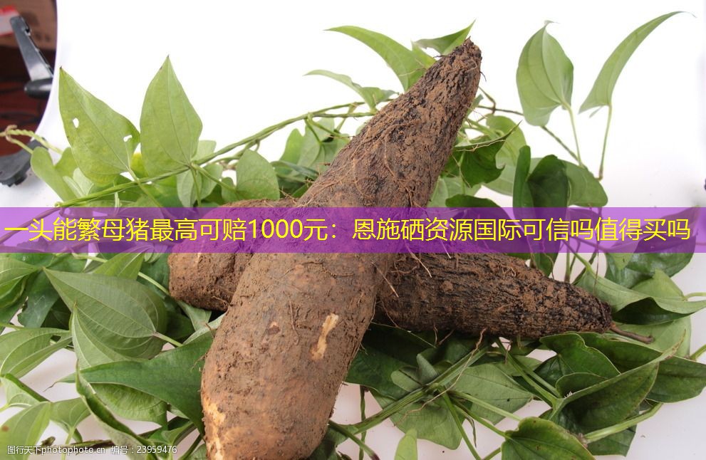 一头能繁母猪最高可赔1000元