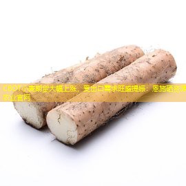 CBOT小麦期货大幅上涨，受出口需求旺盛提振