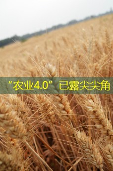 “农业4.0”已露尖尖角