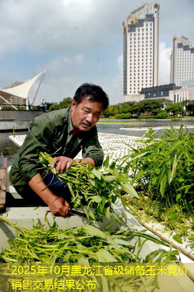 2025年10月黑龙江省级储备玉米竞价销售交易结果公布