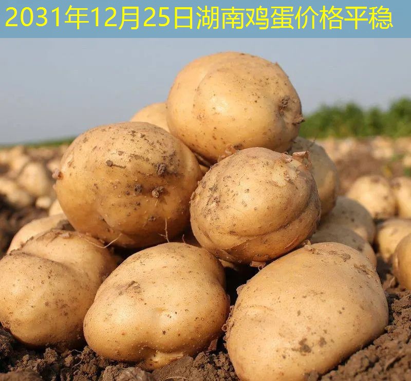 2031年12月25日湖南鸡蛋价格平稳