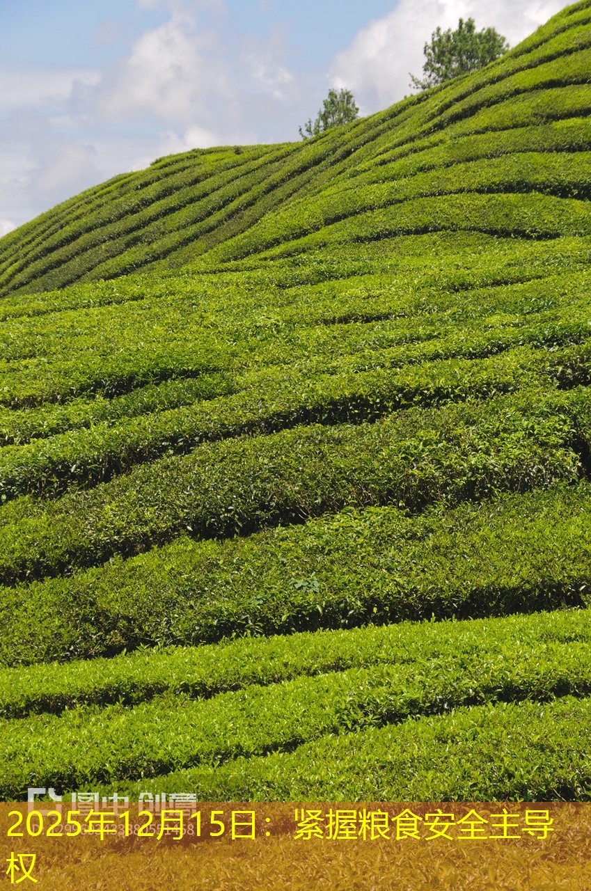 2025年12月15日：紧握粮食安全主导权