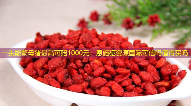 一头能繁母猪最高可赔1000元
