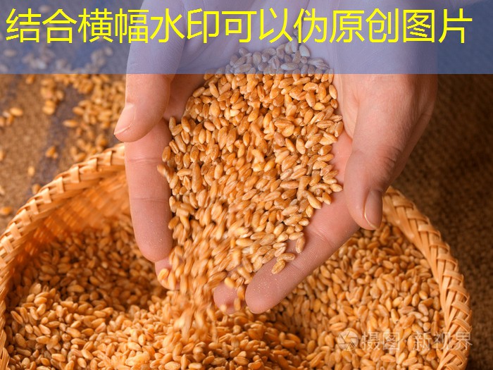 2025年3月15日最低收购价稻谷（2013年）竞价销售交易公告