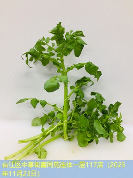 台江区中亭街嘉同苑连体一层117店（2025年11月23日）