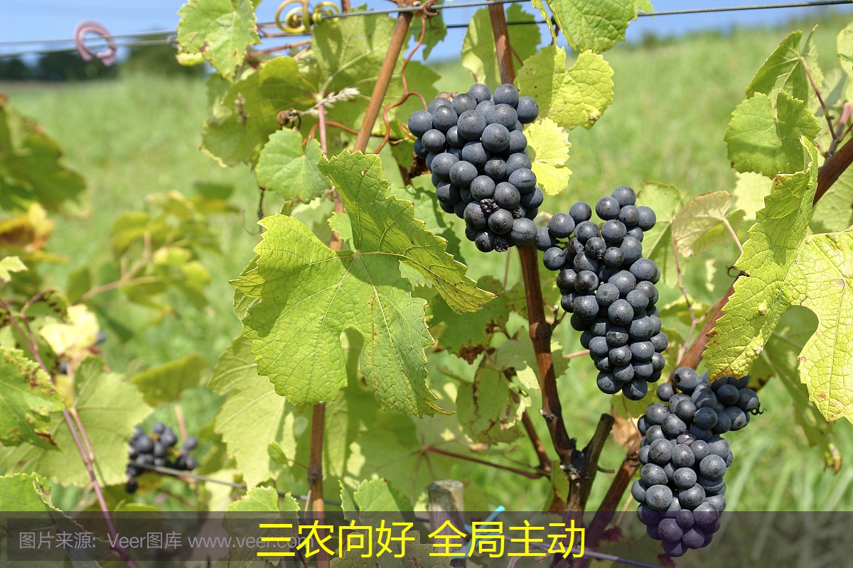 三农向好 全局主动