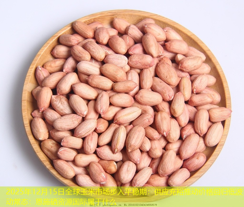 2025年12月15日全球玉米市场步入平稳期：供应充裕推动价格回归低波动常态