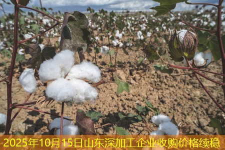 2025年10月15日山东深加工企业收购价格续稳