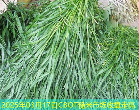 2025年03月17日CBOT糙米市场收盘走高