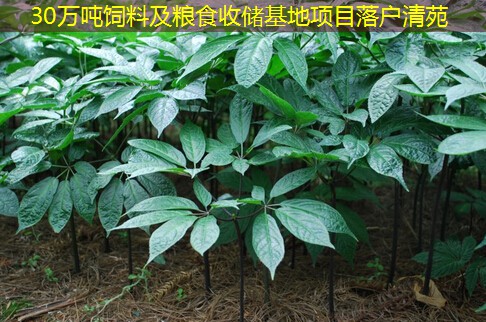 30万吨饲料及粮食收储基地项目落户清苑